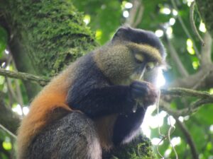 14 days Uganda Self drive Safari for gorilla trekking wildlife safari, chimpanzee tracking, golden monket tracking in Mgahinga Gorilla National Park