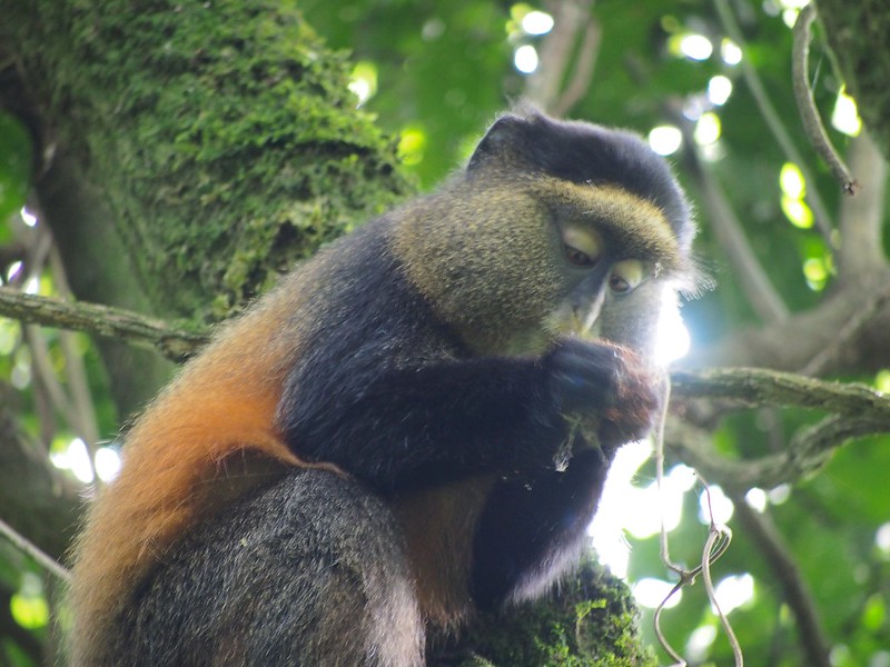 14 days Uganda Self drive Safari for gorilla trekking wildlife safari, chimpanzee tracking, golden monket tracking in Mgahinga Gorilla National Park