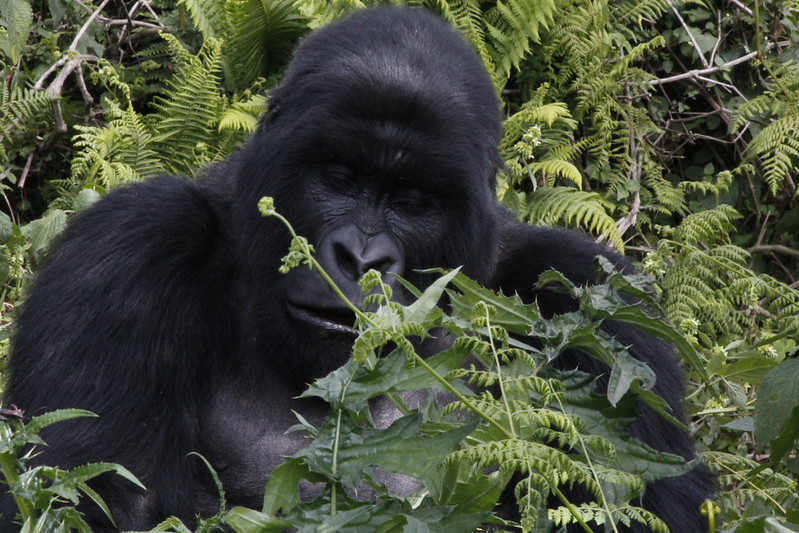 Gorilla trekking in Volcanoes National Park of 6 days Rwanda Gorillas & Serengeti National Park Safari in Tanzania