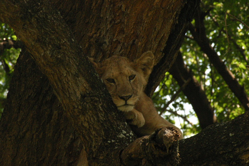 tree climbing Lions on guided 8 days Tanzania safari with driver