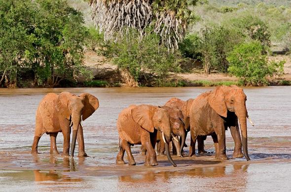 Self Drive and Car rental Tsavo East and West National Park